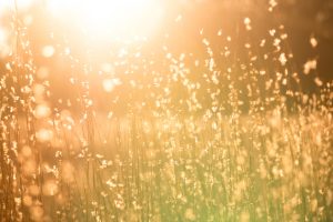 Covid 19 JobKeeper Stimulus